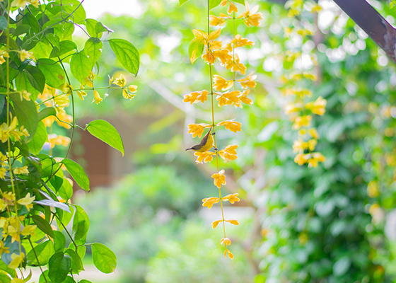 ห้องพักรวม (แยกชาย-หญิง)