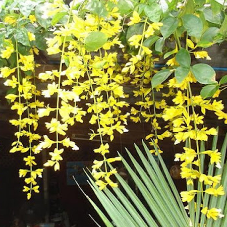 มาลัยทอง Petraeovitex wolfei J. Sinclair