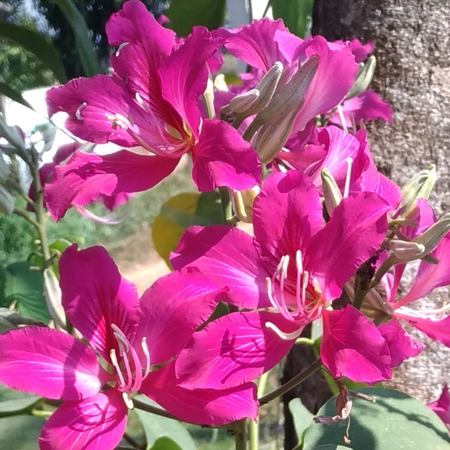 ชงโคฮอลแลนด์ Bauhinia × blakeana Dunn