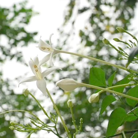 ปีบ Millingtonia hortensis L. f.