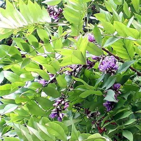 กระพี้จั่น Millettia brandisiana