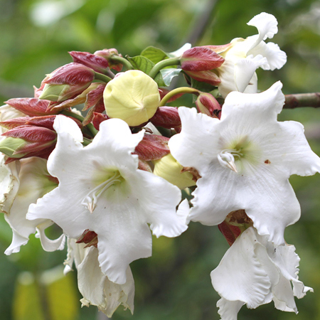 หิรัญญิการ์ Beaumontia grandiflora Wall