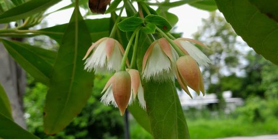 กระดิ่งนางฟ้า Elaeocarpus grandiflorus J. E. Sm
