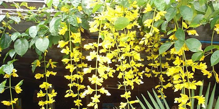 มาลัยทอง Petraeovitex wolfei J. Sinclair