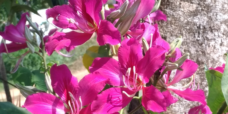 ชงโคฮอลแลนด์ Bauhinia × blakeana Dunn