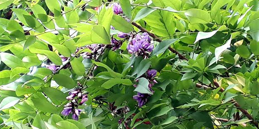 กระพี้จั่น Millettia brandisiana