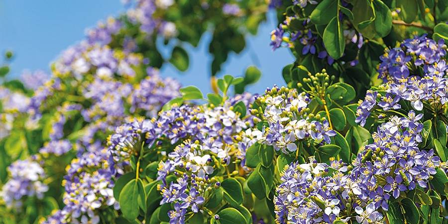 แก้วเจ้าจอม Guaiacum officinale L.