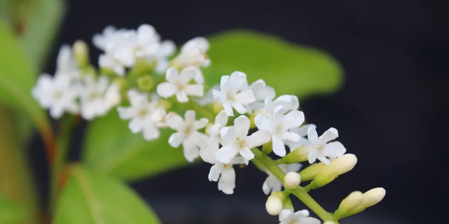 บุหงาส่าหรี Citharexylum spinosum