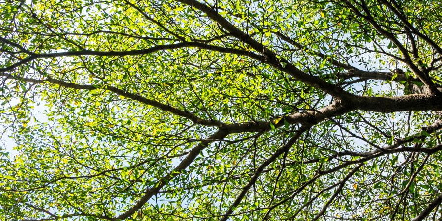 หูกระจง Terminalia ivorensis A. Chev