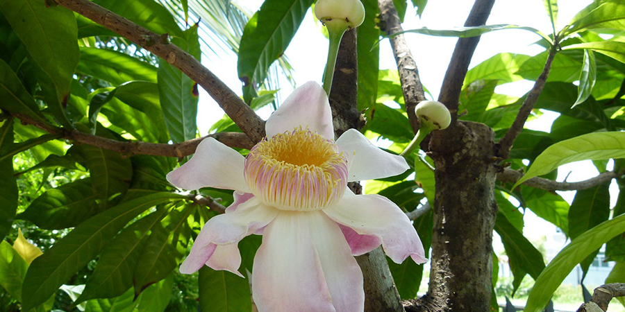 บัวสวรรค์ Gustavia gracillima Miers