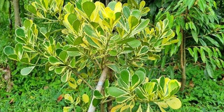 เกล็ดกระโห้ด่าง Clusia major L. cv. Aureo-variegata