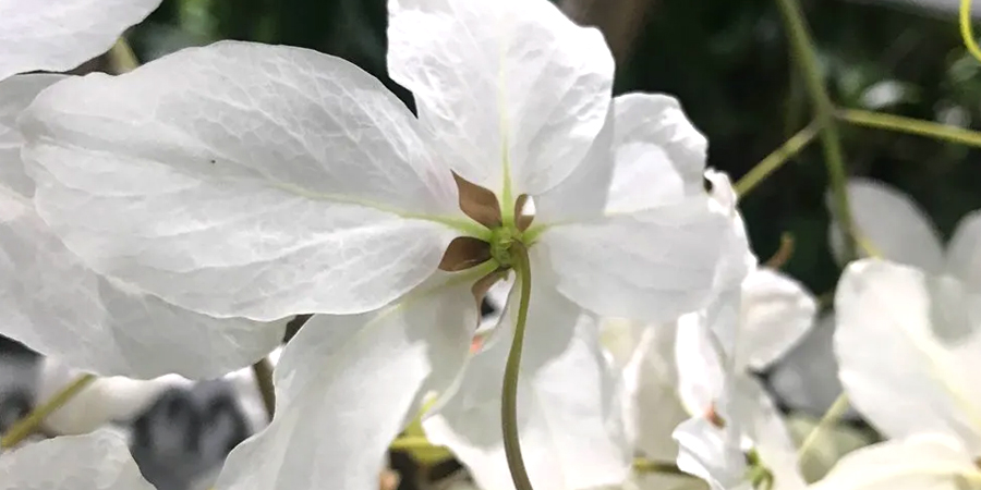 ราชพฤกษ์ ดอกขาว Cassia nealiae H.S.Irwin & Barneby