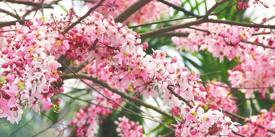 กัลปพฤกษ์ Cassia bakeriana 