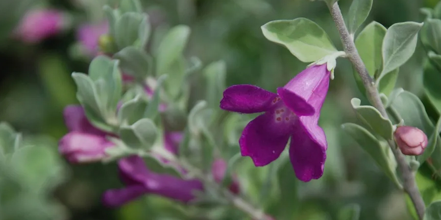 นีออน Leucophyllum frutescens (Berl.) Johnson
